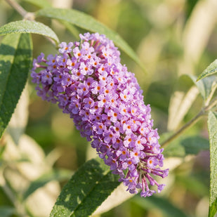 Extracto de flor de Buddleja